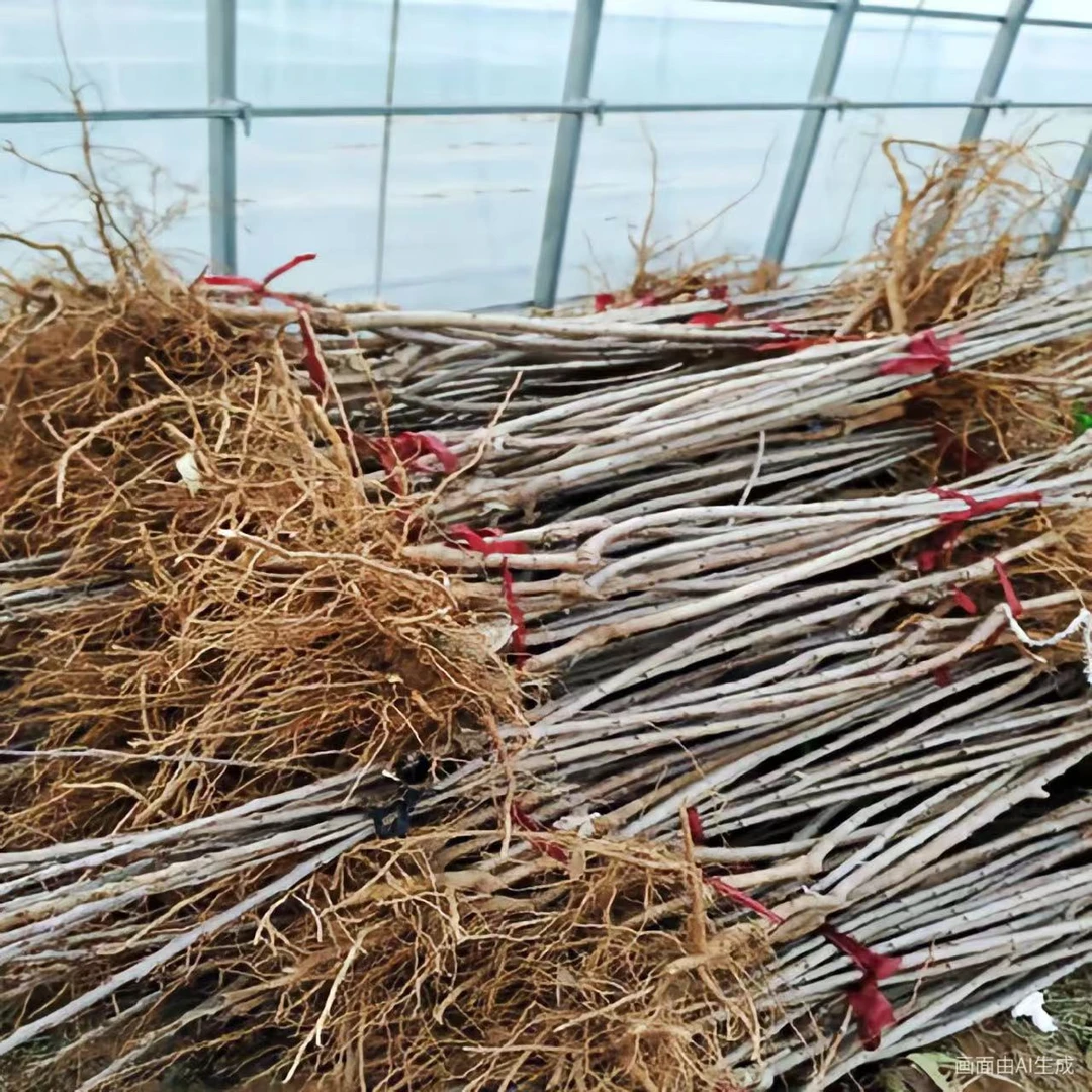 1公分左右4JJJJ车厘子大樱桃苗南方北方种植矮化阳台盆栽地栽庭院