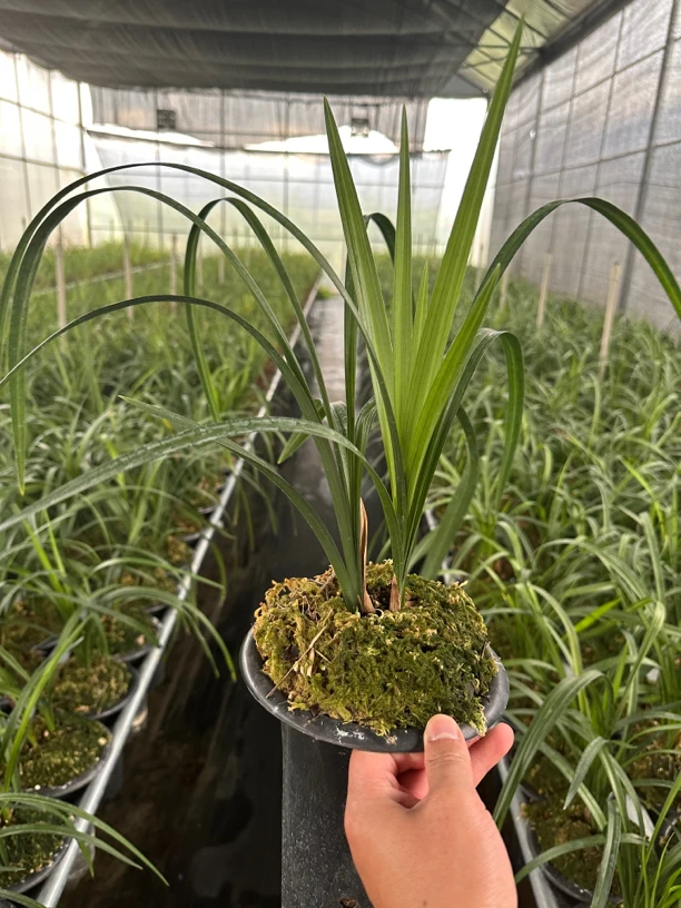 大荷素 春剑 一盆 3～5苗