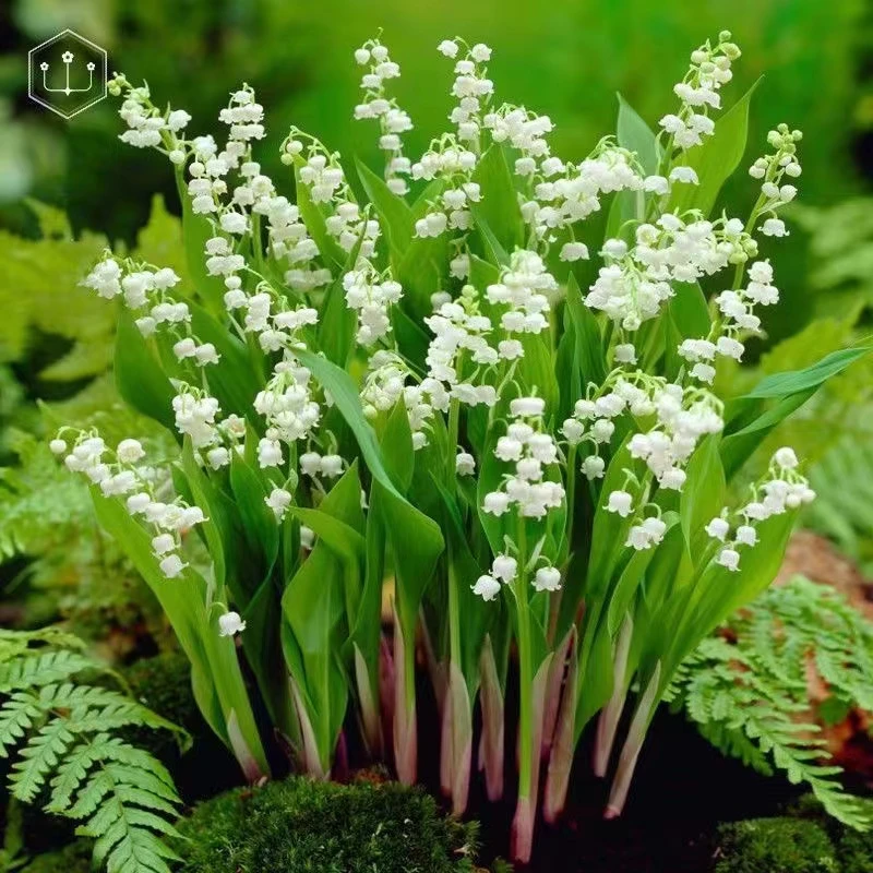 【带芽带根】铃兰花苗浓香多年生室内绿植盆栽耐寒好养活