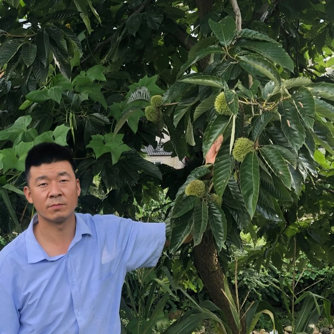 河南商城大别山带刺球板栗2500g-3000g出板栗米500g-1500g