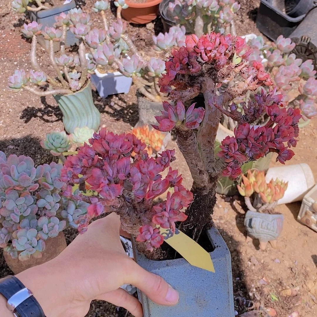 238多肉植物老桩