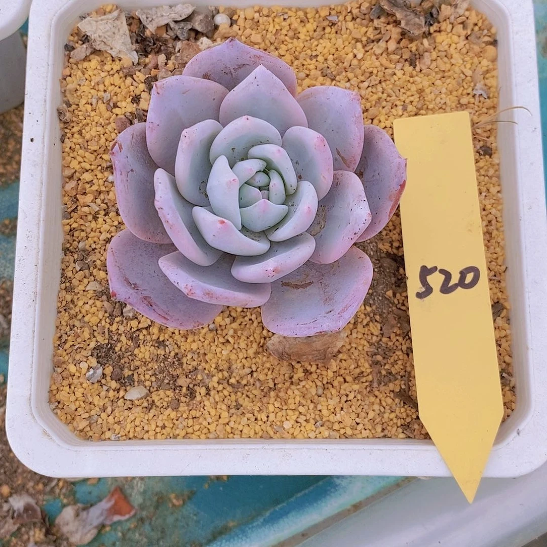 520多肉植物老桩