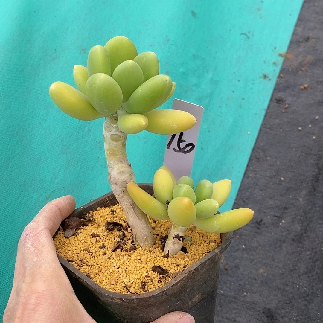 150多肉植物老桩