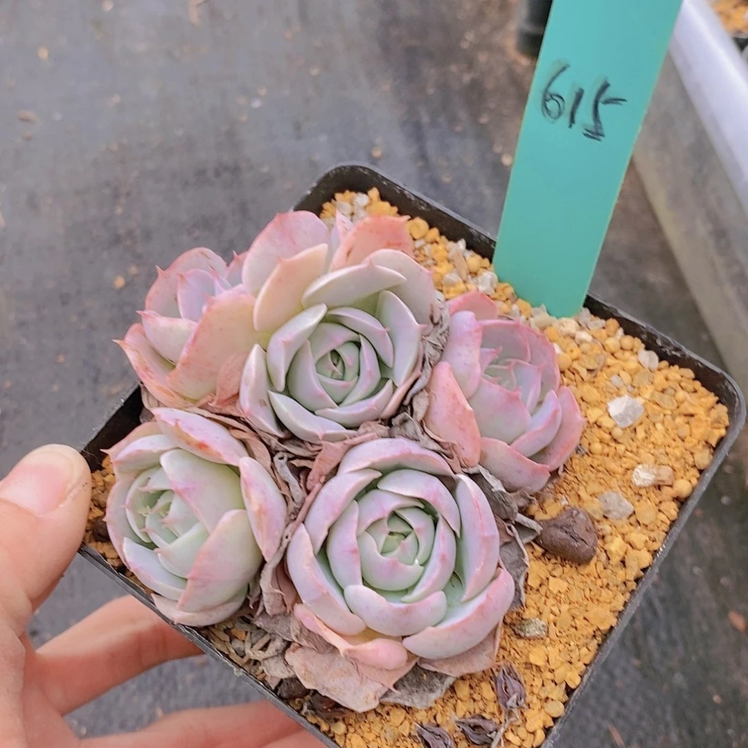 615多肉植物老桩