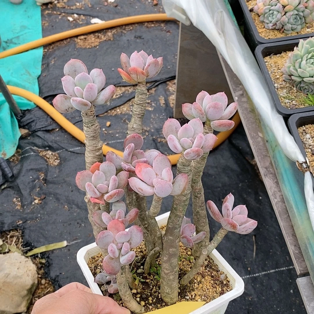 324多肉植物老桩