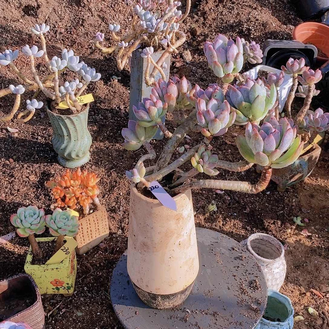 220多肉植物老桩