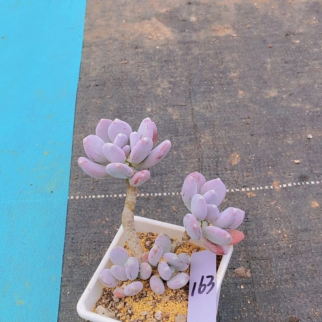 163多肉植物老桩