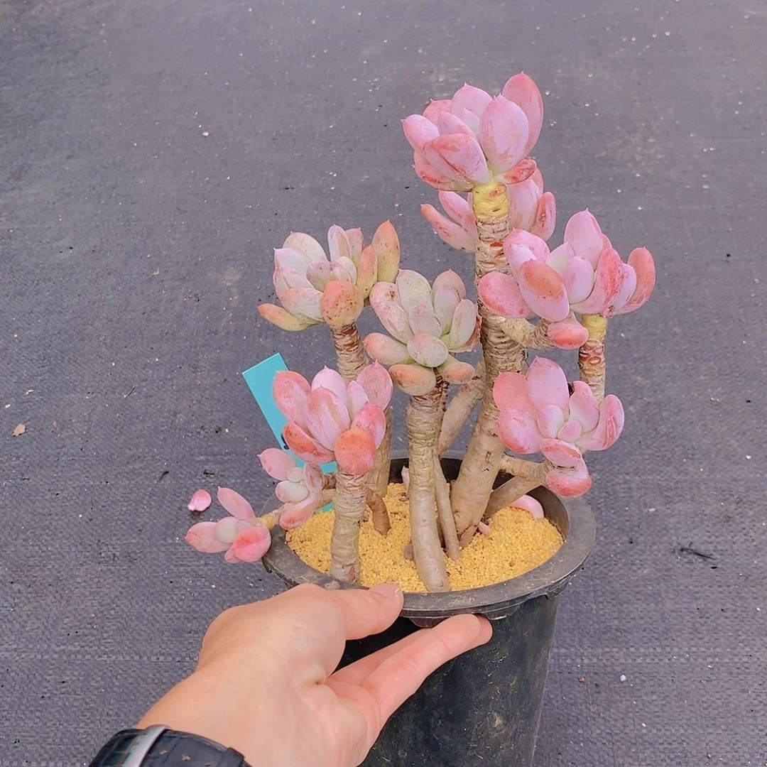 580多肉植物老桩