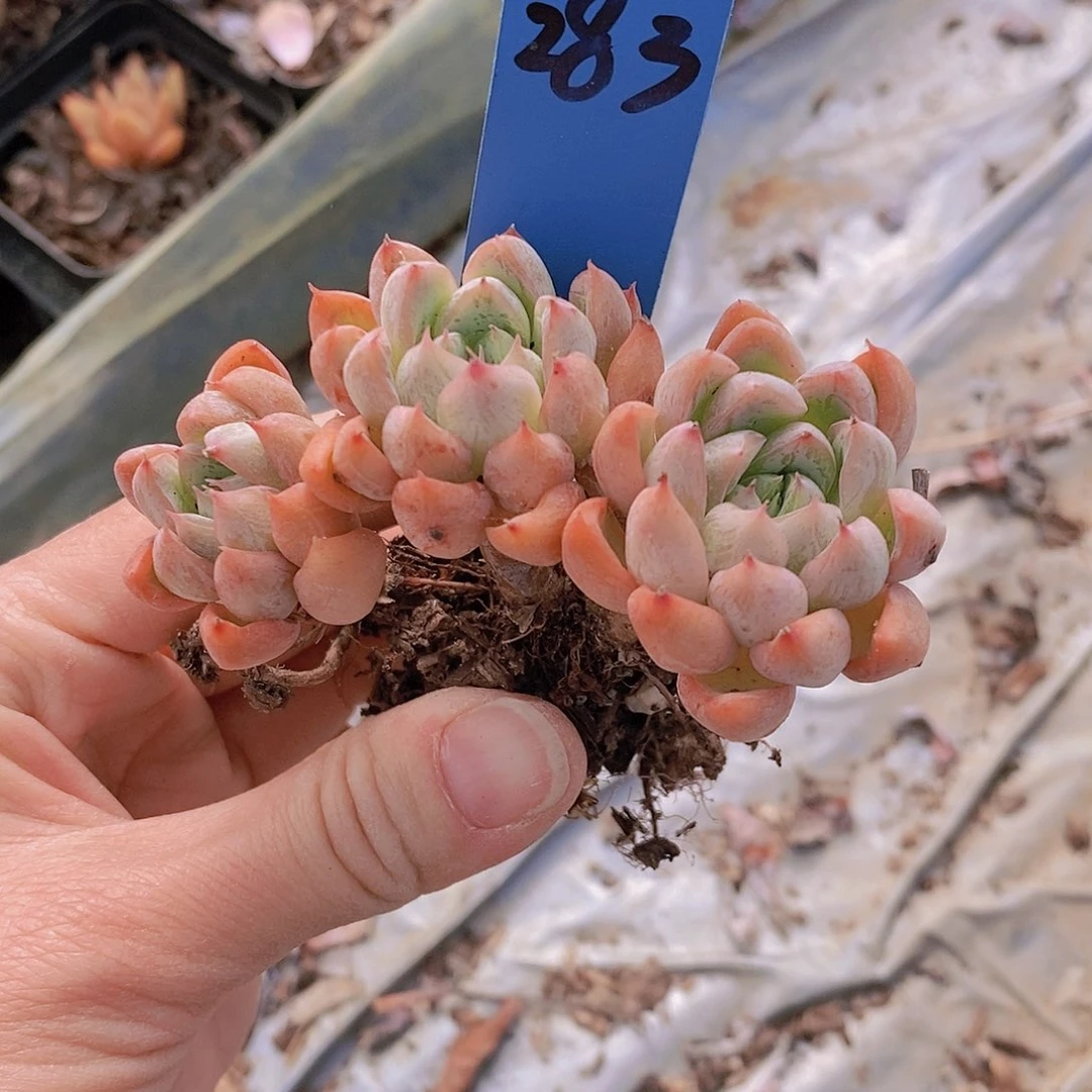283多肉植物老桩
