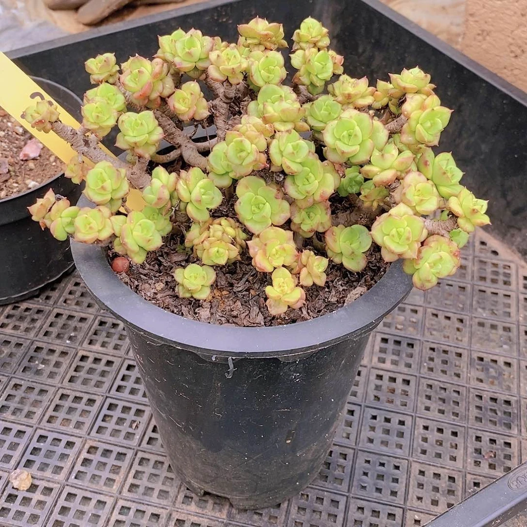 303多肉植物老桩
