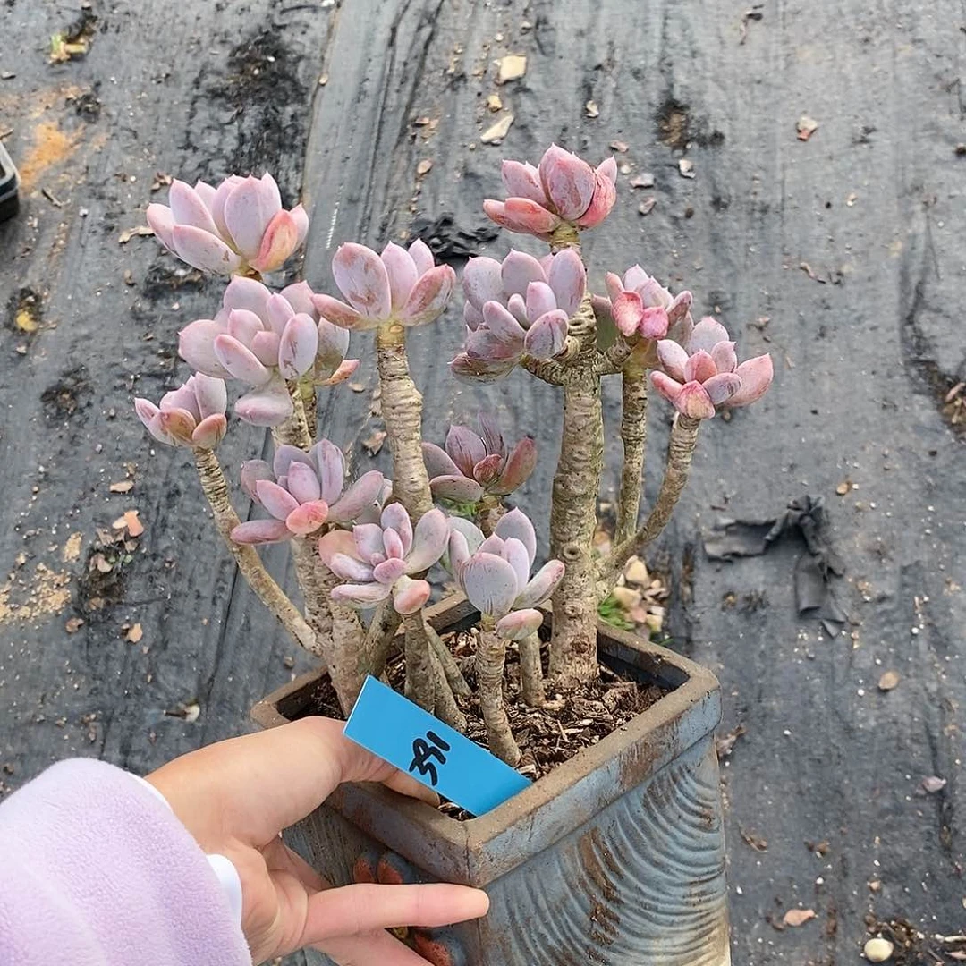 391多肉植物老桩