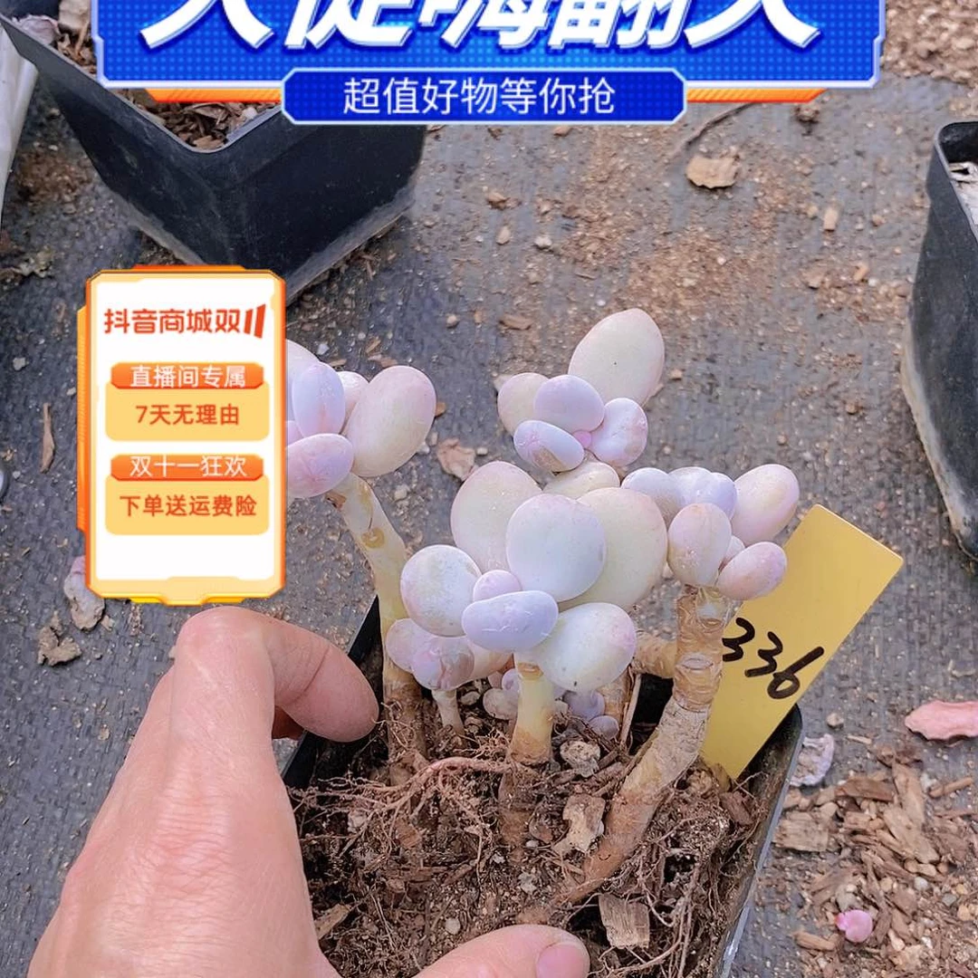 336多肉植物老桩