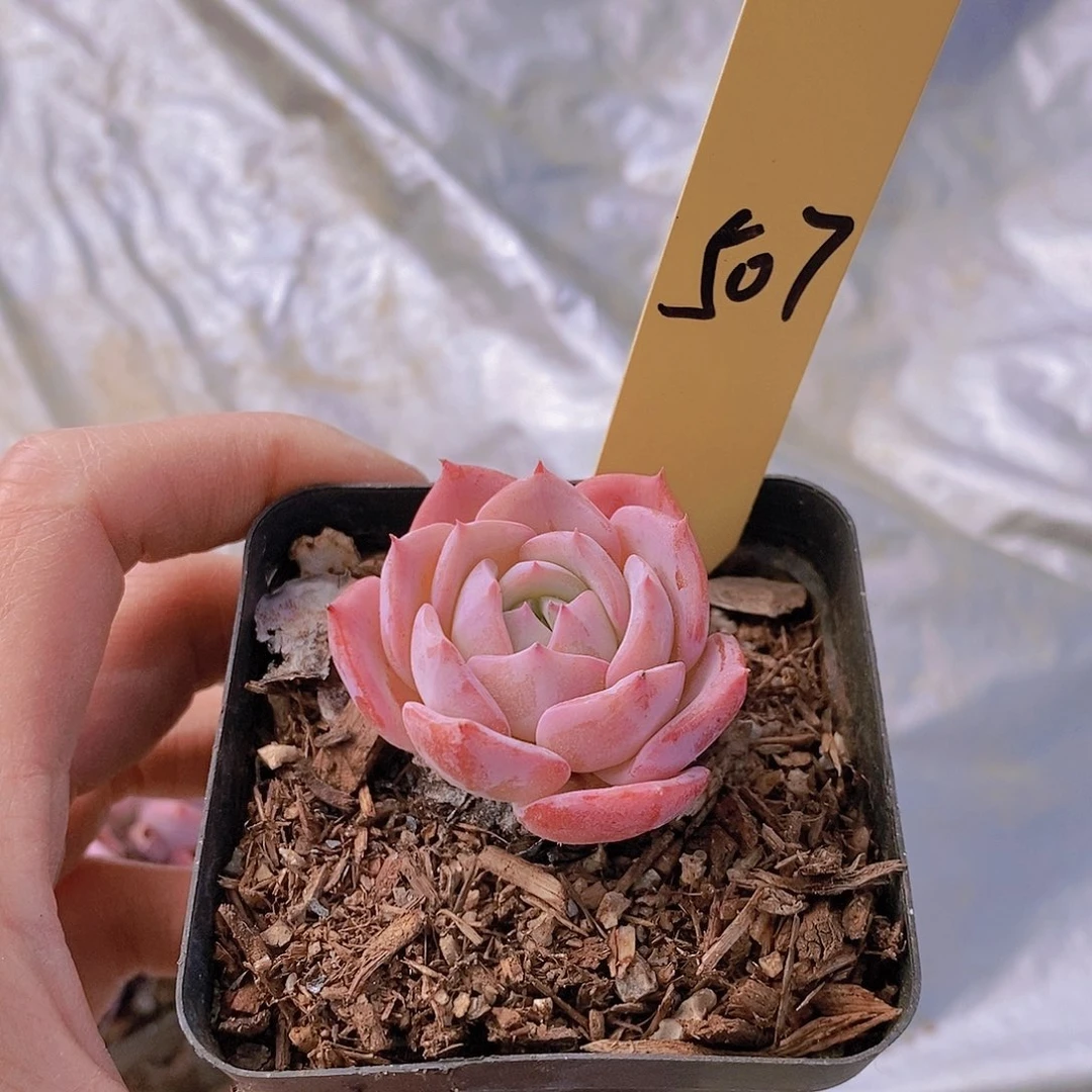 507多肉植物老桩