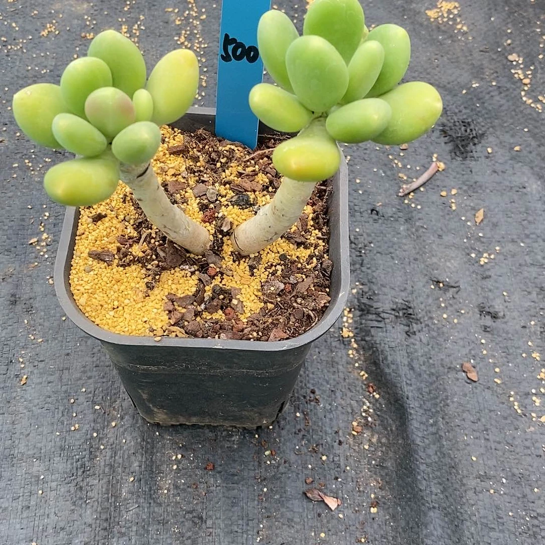 500多肉植物老桩