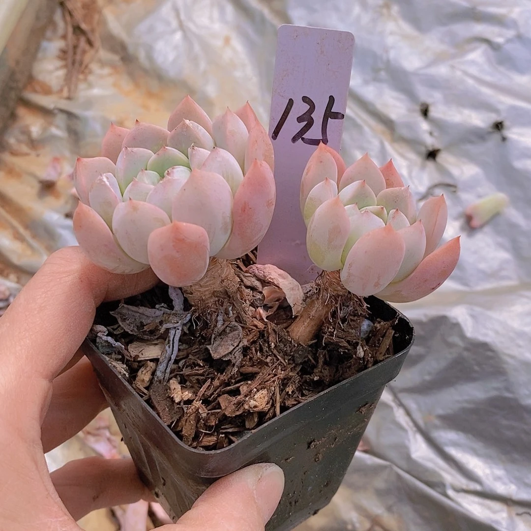 135多肉植物老桩