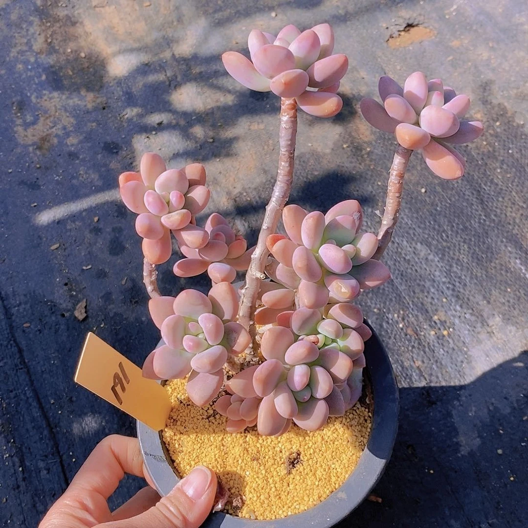 191多肉植物老桩