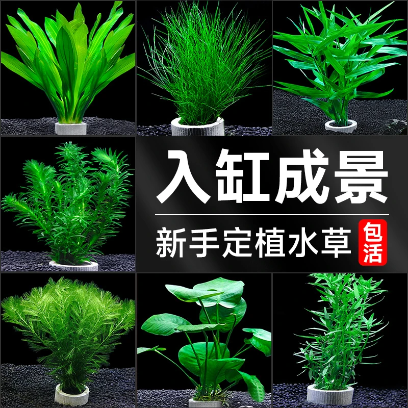 鱼缸水草植物真草绿菊水培增氧阴性水草绿植草缸造景套餐蜈蚣草