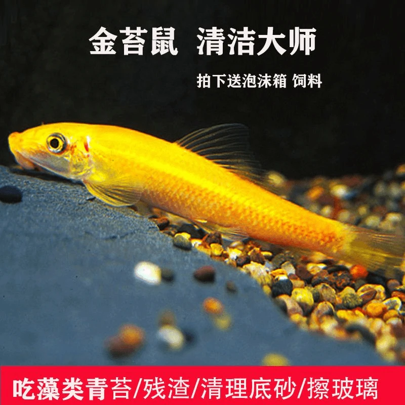 清道夫金苔鼠小鱼观赏鱼淡水热带鱼鼠鱼吃鱼粪青苔类垃圾清理绿藻