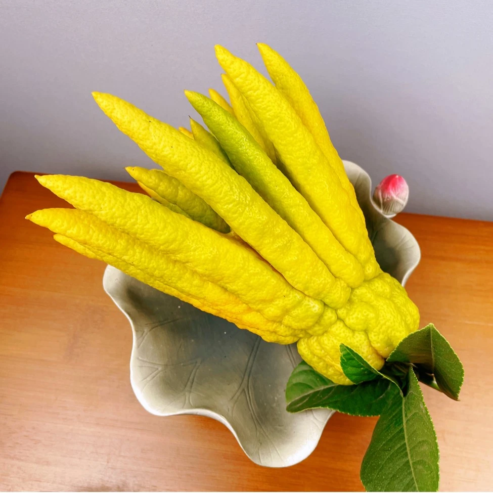 云南佛手花【选】A1货清供观赏家居水培插花随机果绿植{售后7天内}