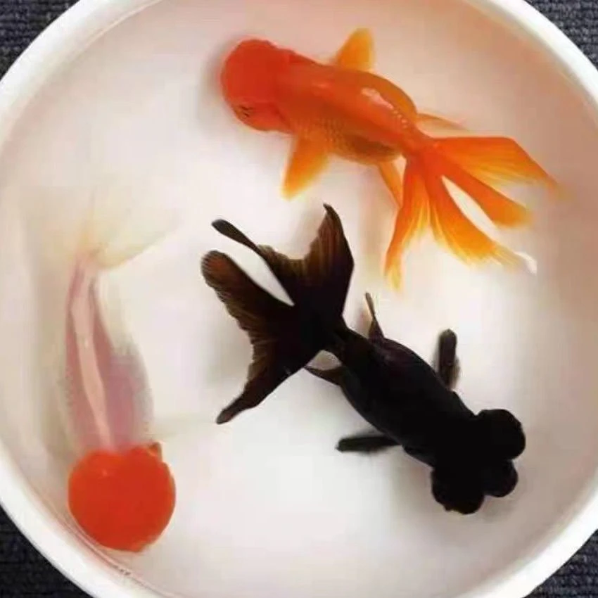 （拍下为3条一组10-12公分加2条备损）到手5条鱼，鹤顶红龙睛狮子头