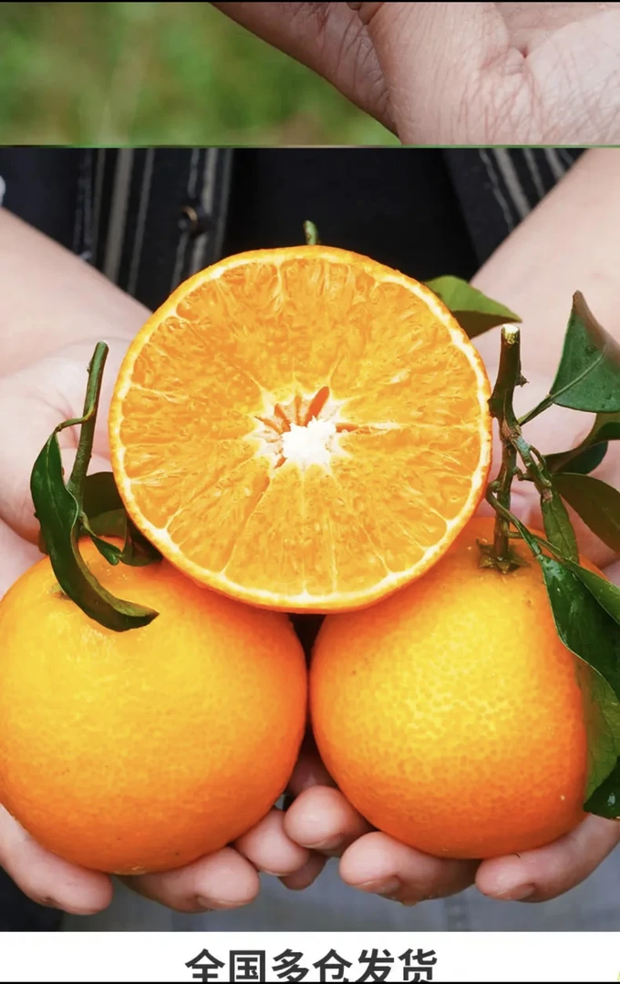 【新鲜采摘】四川爱媛38号果冻橘橙爆汁新鲜采摘359斤无核四川眉山