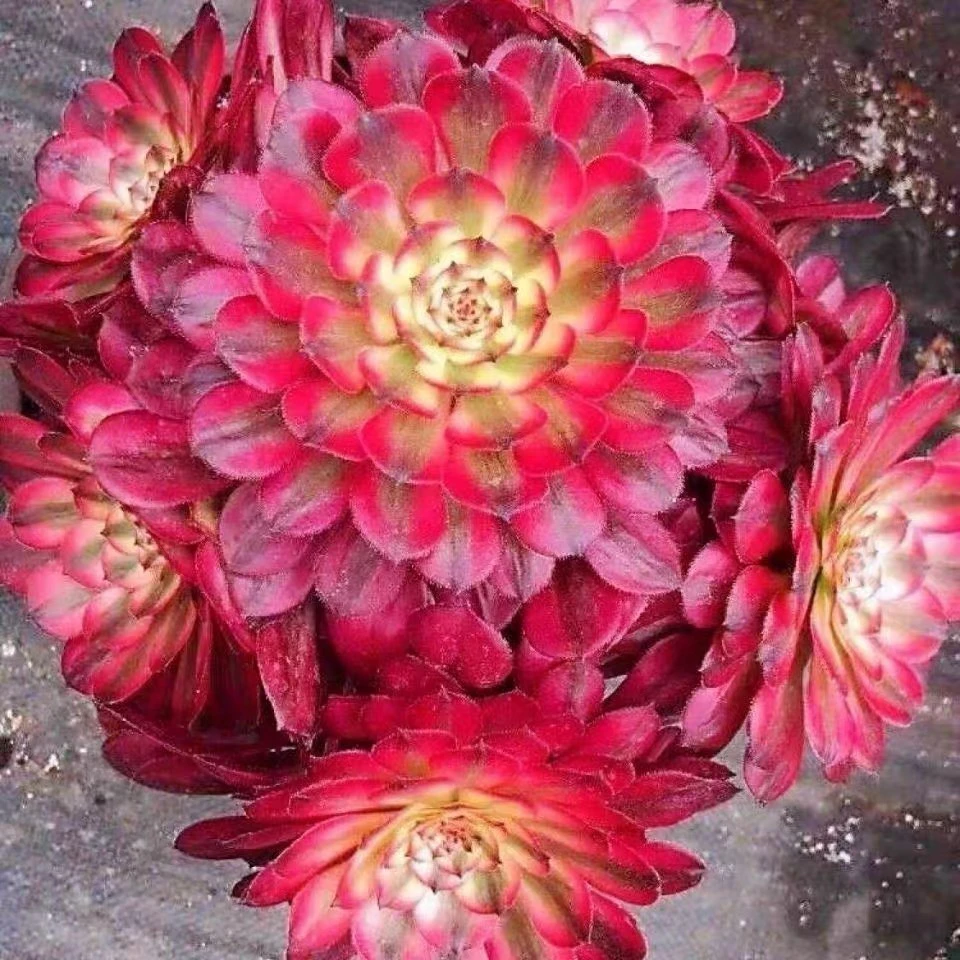 多肉法师植物一物一拍链接