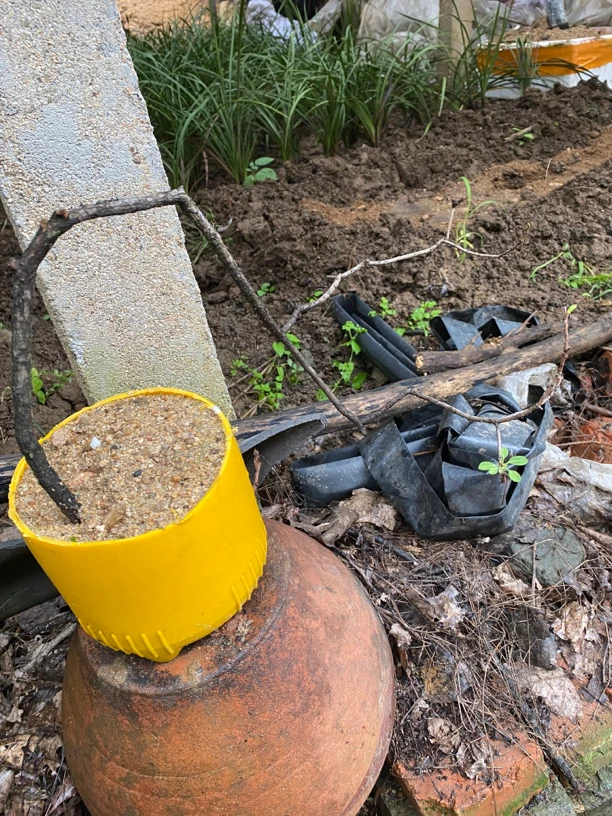 黄栌      盆景素材一物一拍私拍随机