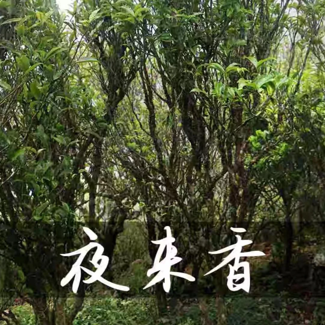 2024春季新品凤凰单丛茶清香轻焙夜来香高山凤凰单枞茶