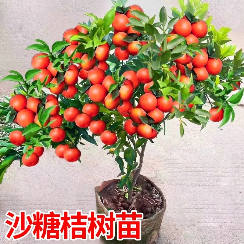 沙糖桔树苗地栽盆栽南方北方种植橘子树苗柑桔果树果苗嫁接砂糖橘