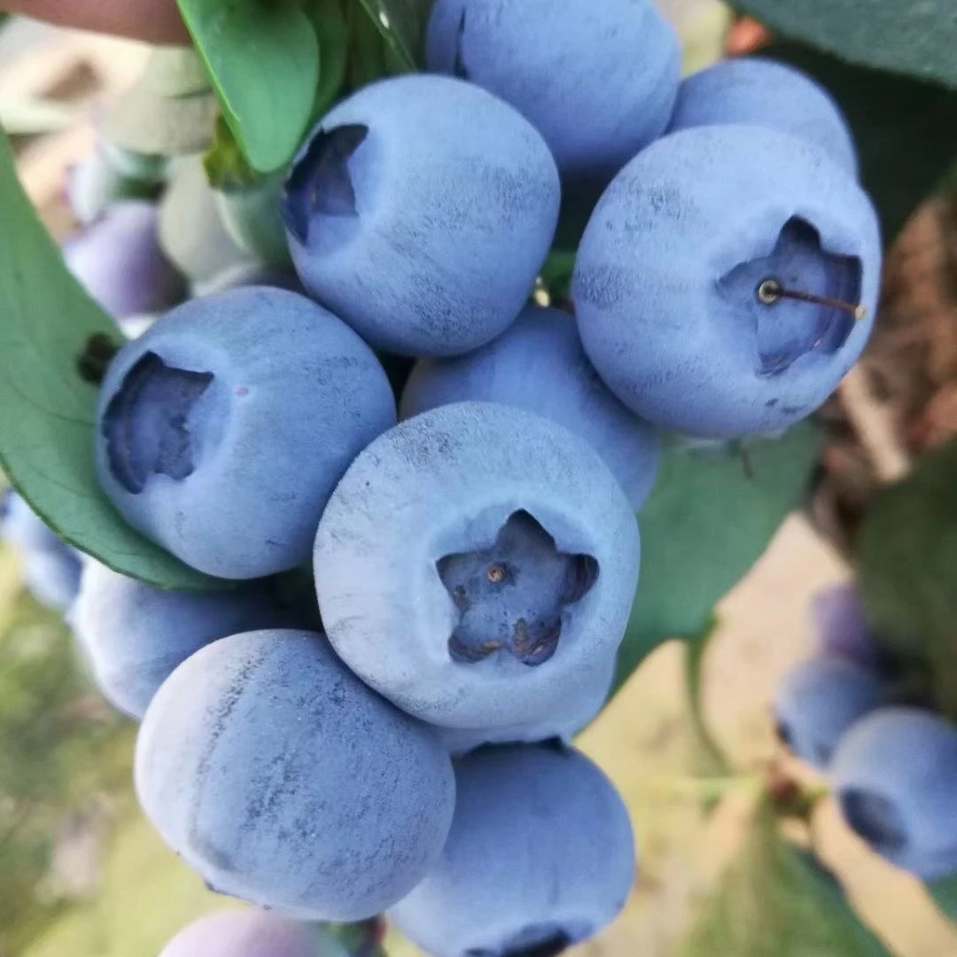 天后蓝莓苗带土带花苞发货南北方适宜种植大果蓝莓树苗当年结果