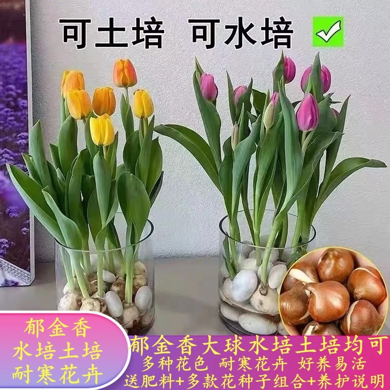 【特惠】郁金香种球土培水培花卉盆栽种球种子花苗超耐寒冻开花植物
