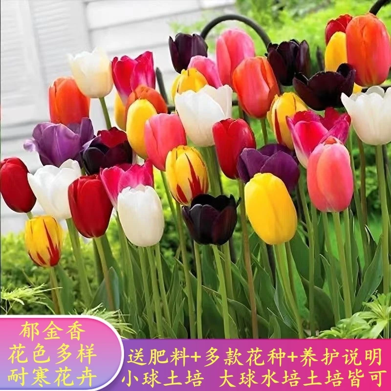 【特惠】郁金香水培土培套餐种球花卉种子花苗绿植盆栽开花植物耐寒