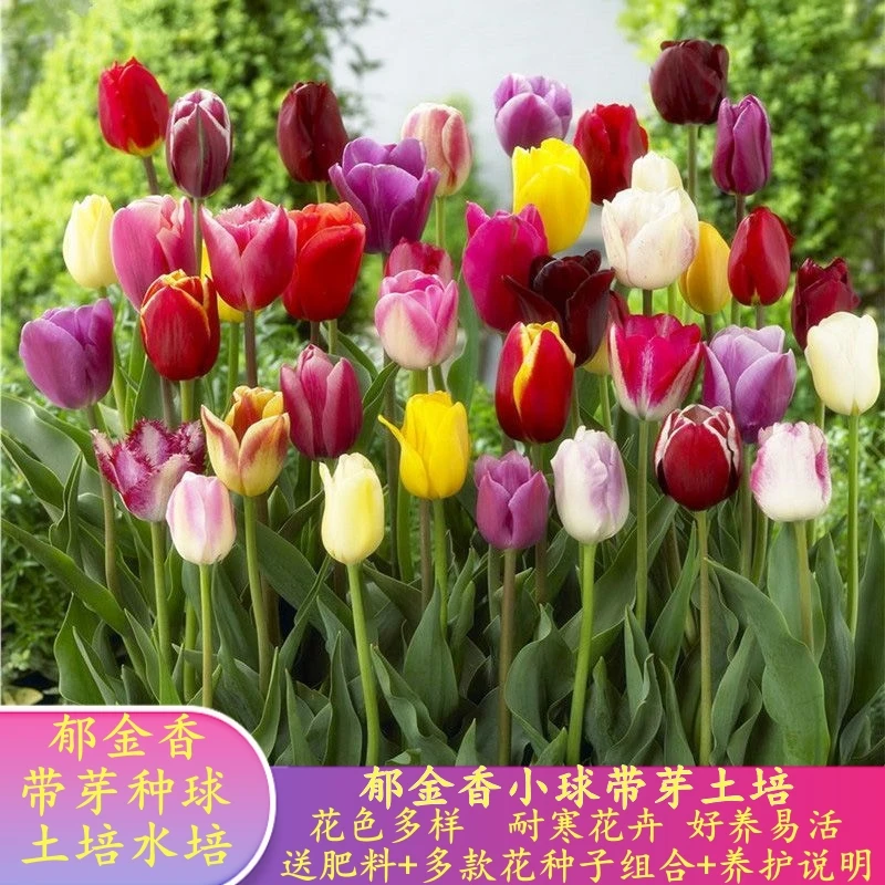 【特惠】郁金香种球花卉水养土养开花植物种子花苗花卉盆栽好养耐寒