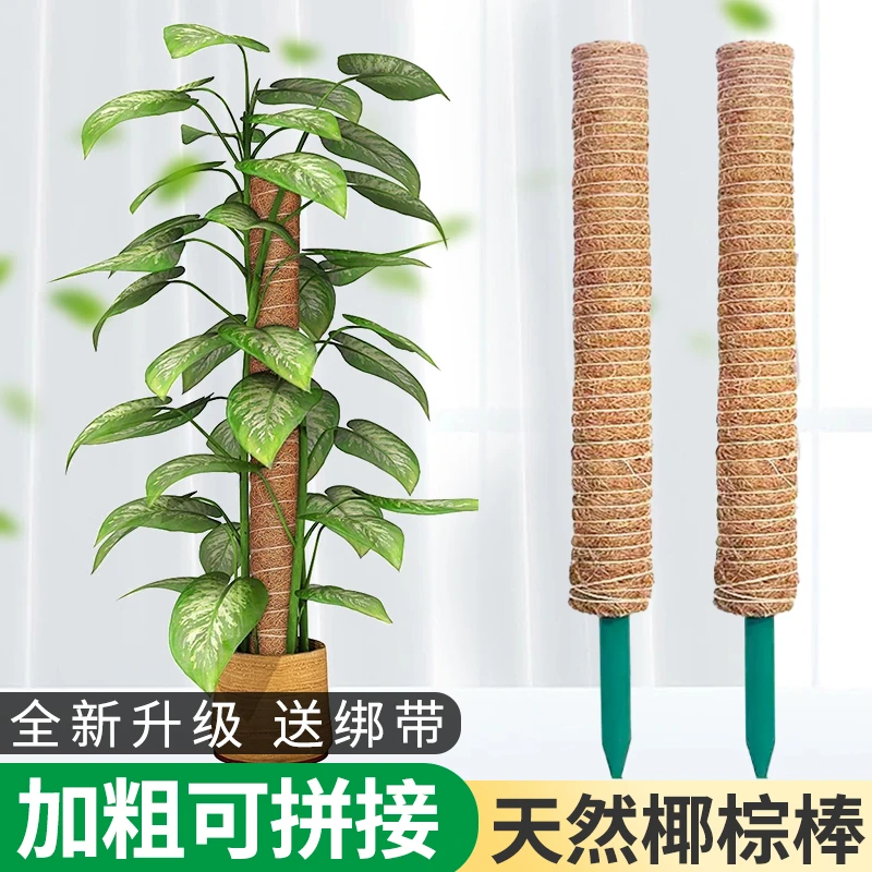 龟背竹支撑杆绿箩攀爬柱椰棕棒绿萝固定架植物爬藤花架棕榈柱椰丝