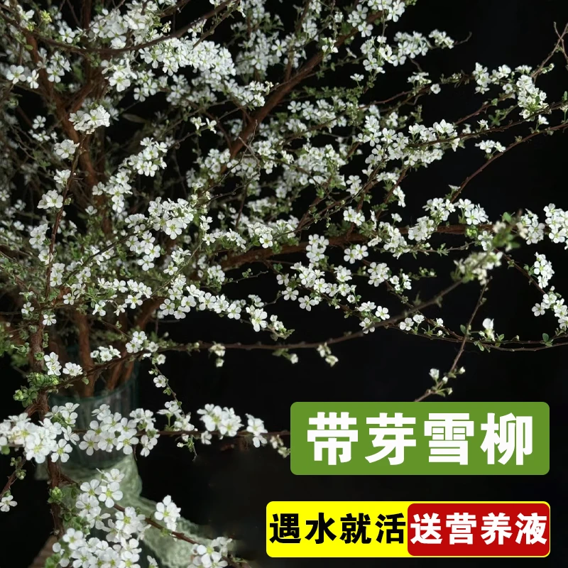 雪柳鲜枝带芽孢花苞水培干放易活室内盆栽摆件四季好养活开花