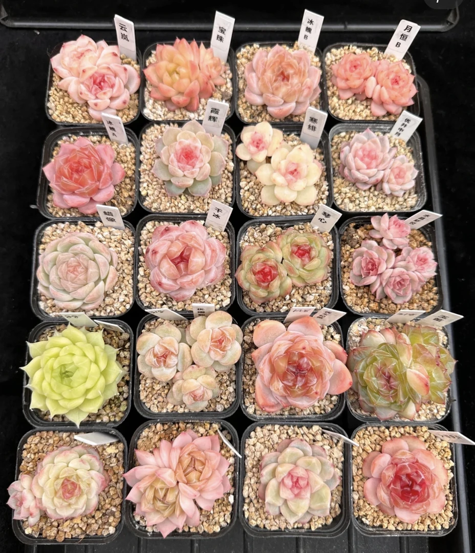 巫拉拉溏心多肉4颗组合