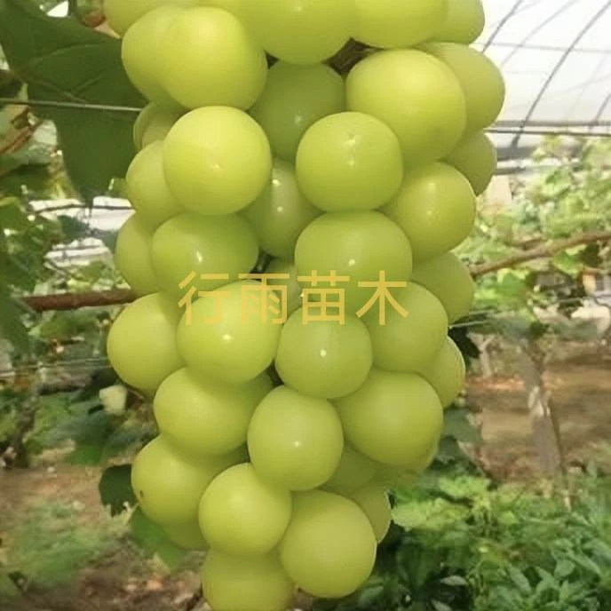 阳光玫瑰 自根苗 行雨苗木