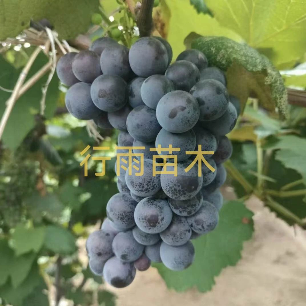 行雨苗木康拜尔嫁接苗（夏黑砧木）