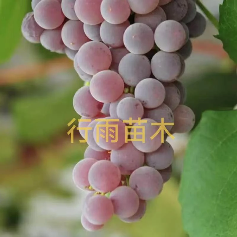 抗病早中晚包邮组合(寒香蜜，蜜汁，摩尔多瓦各一颗) 行雨苗木