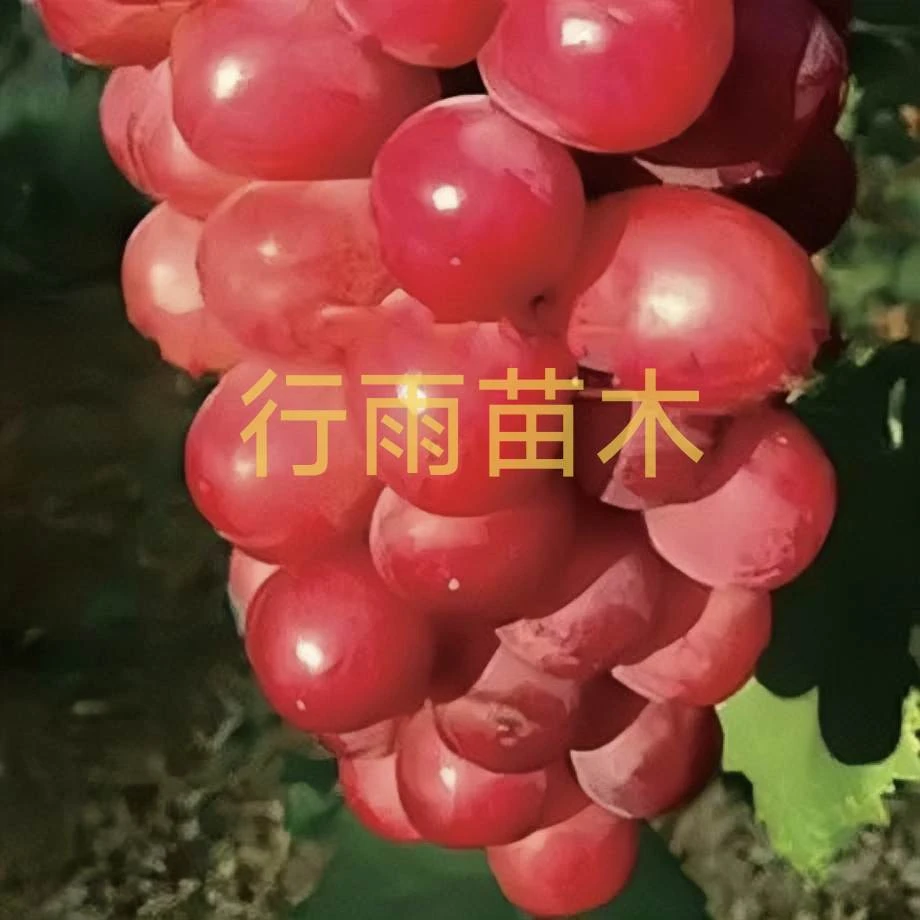 红夏音 夏黑砧木 行雨苗木
