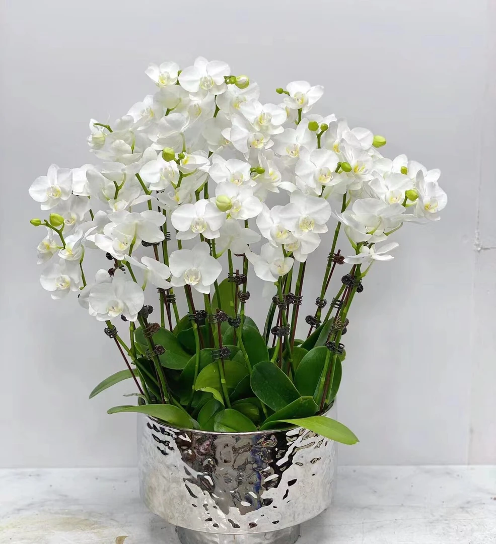 蝴蝶兰—【阿玛】