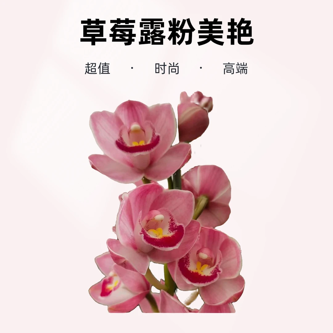 大花蕙兰-草莓露粉色室内花落地款