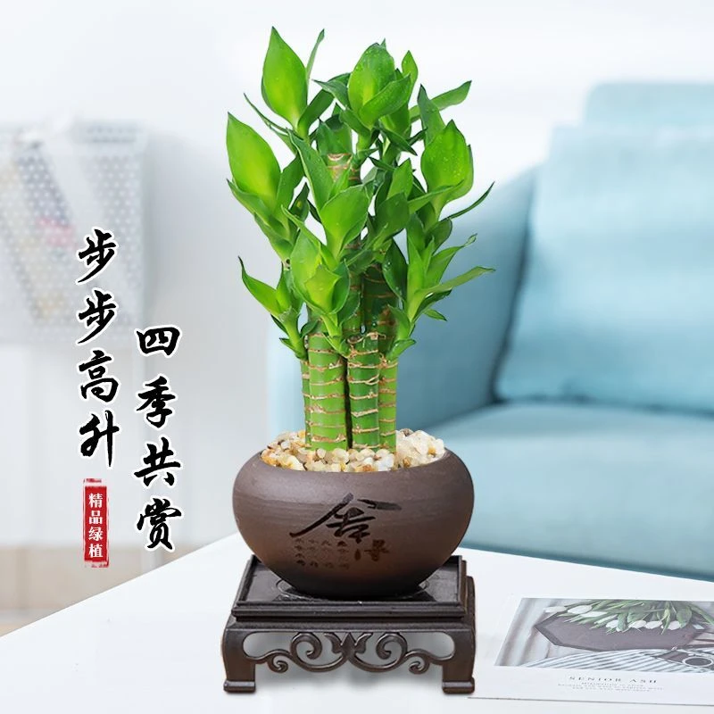 富贵竹荷花竹室内吸甲醛净化空气绿植办公桌面小盆栽耐阴四季常青