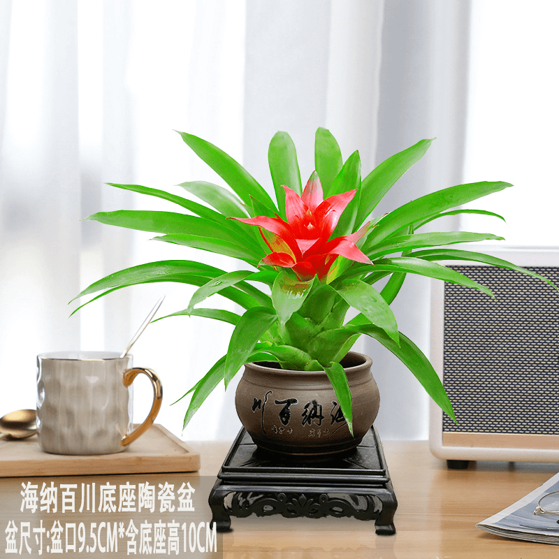 鸿运当头观赏花卉中式陶瓷盆室内好养活花卉桌面小盆栽办公室客厅