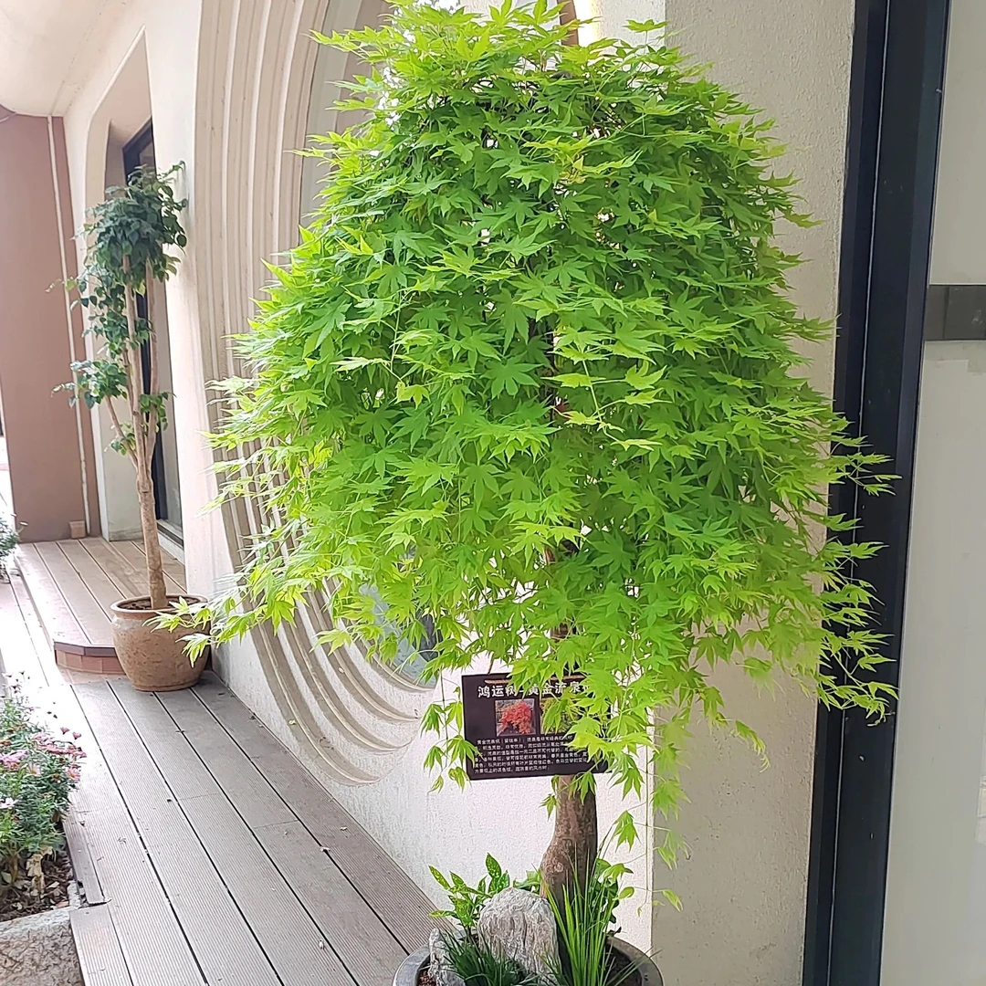 流泉枫黄金爆布枫庭院大型盆栽绿植植物室内高端绿植鲜活发货