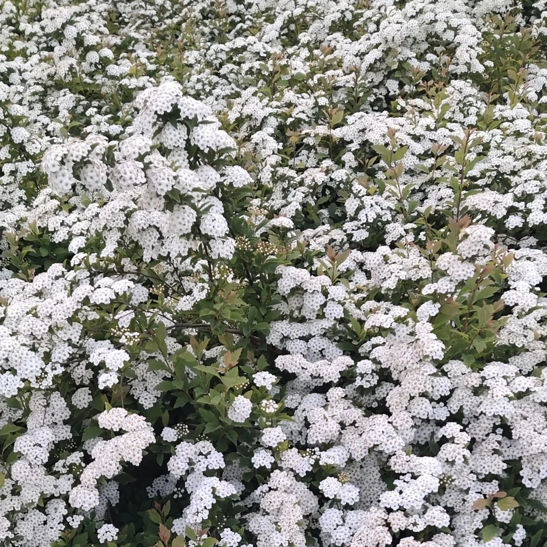 花卉植物丁香紫薇腊梅一物一拍链接
