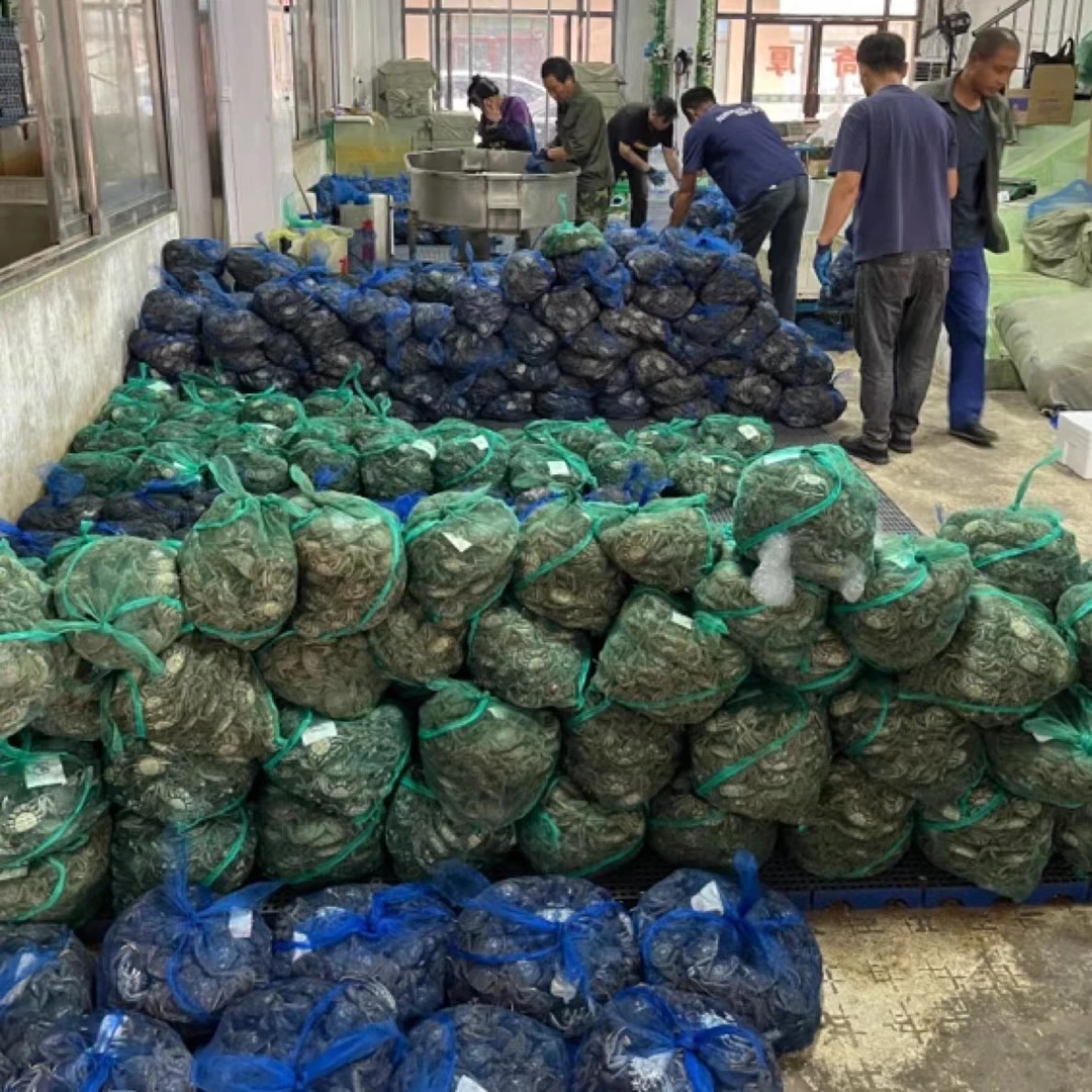 正宗盘锦稻田河蟹【1.2-1.5两】精品全母蟹4斤省内包邮