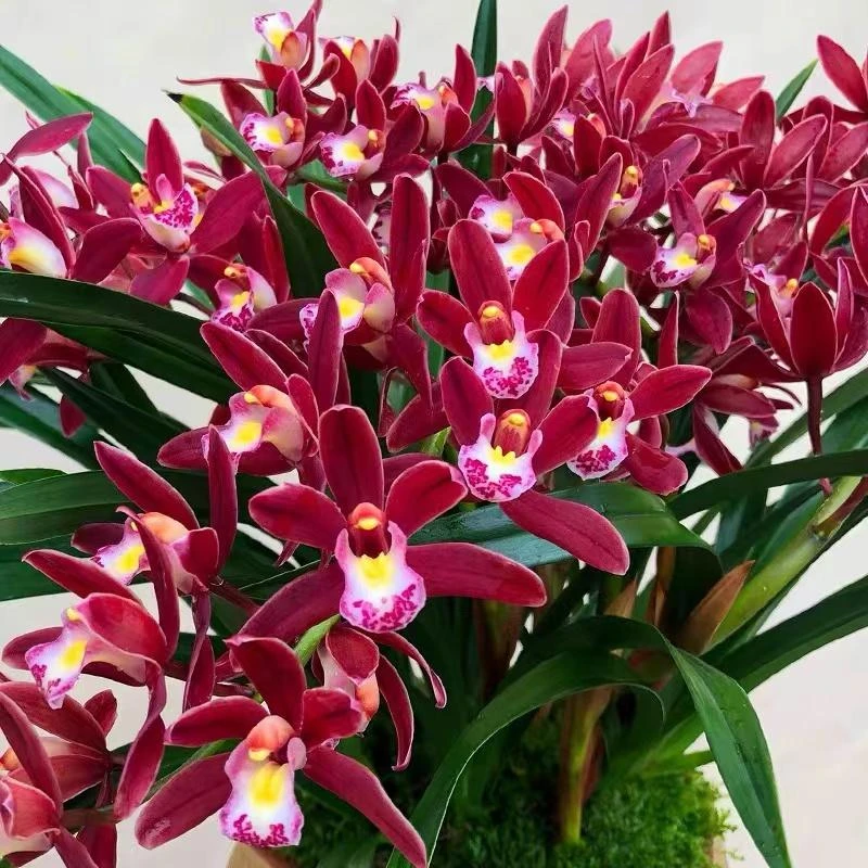 【博雅兰花专属】 红双喜  浓香型一年开多次花 室内兰花卉绿植盆栽