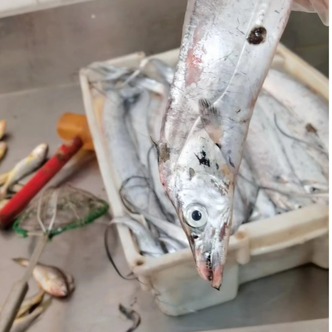 【吕四油带鱼】10斤装   顺丰包邮