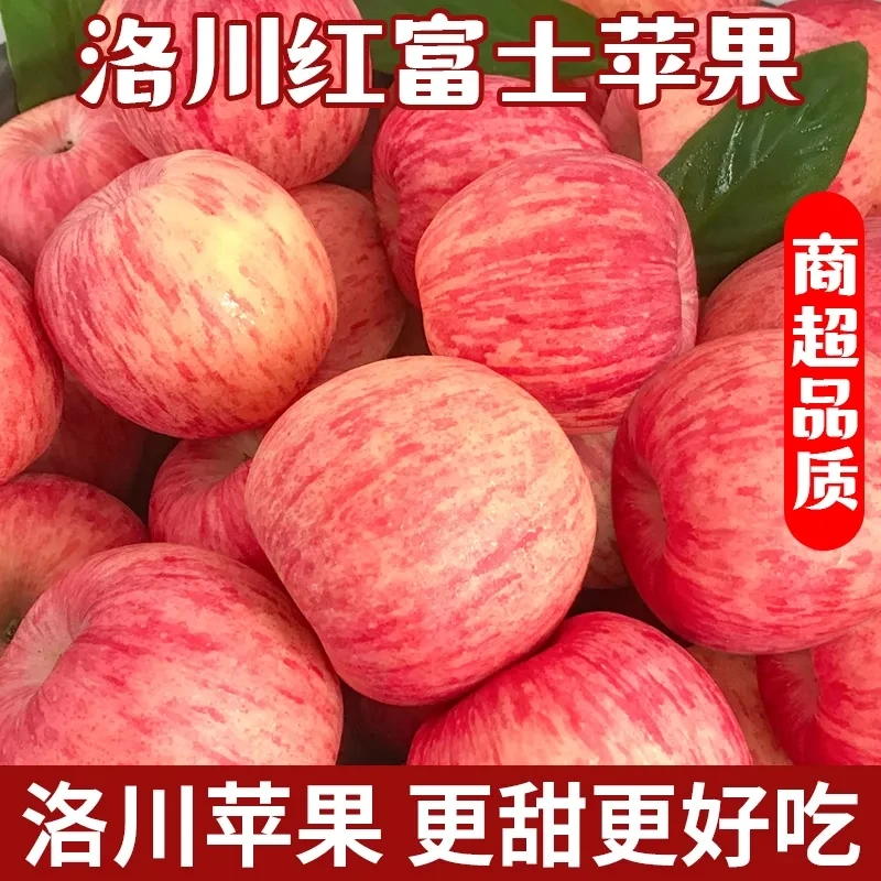 【现摘现发】正宗陕西洛川苹果新鲜水果新鲜水果当季洛川生鲜冰糖心